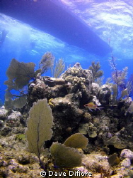 Squirrelfish on reef with dive boat waiting by Dave Difiore 